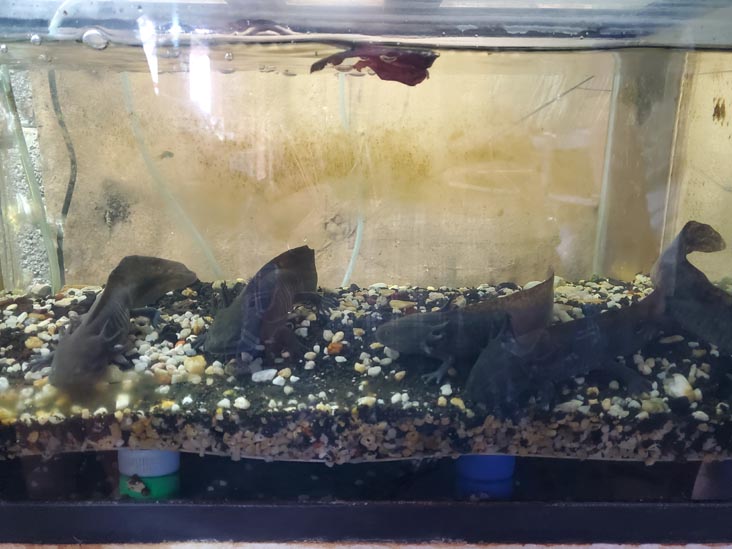 Axolotls, Sal&oacute;n de Exhibici&oacute;n del Axolotl, Xochimilco, Mexico City/Ciudad de M&eacute;xico, Mexico, August 23, 2021