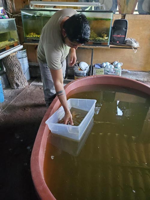 Sal&oacute;n de Exhibici&oacute;n del Axolotl, Xochimilco, Mexico City/Ciudad de M&eacute;xico, Mexico, August 23, 2021