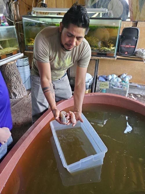 Axolotls, Sal&oacute;n de Exhibici&oacute;n del Axolotl, Xochimilco, Mexico City/Ciudad de M&eacute;xico, Mexico, August 23, 2021