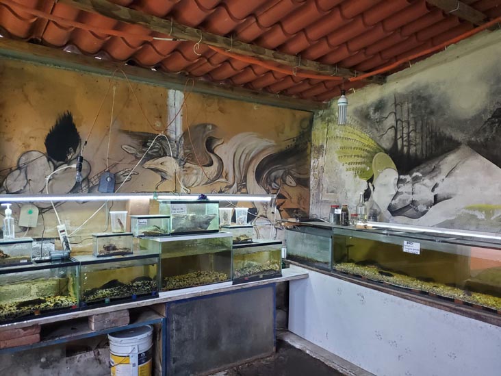 Sal&oacute;n de Exhibici&oacute;n del Axolotl, Xochimilco, Mexico City/Ciudad de M&eacute;xico, Mexico, August 23, 2021