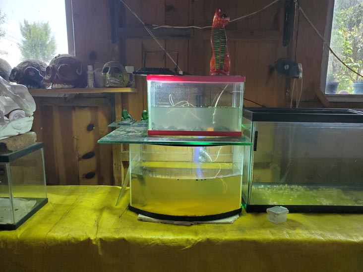 Sal&oacute;n de Exhibici&oacute;n del Axolotl, Xochimilco, Mexico City/Ciudad de M&eacute;xico, Mexico, August 23, 2021