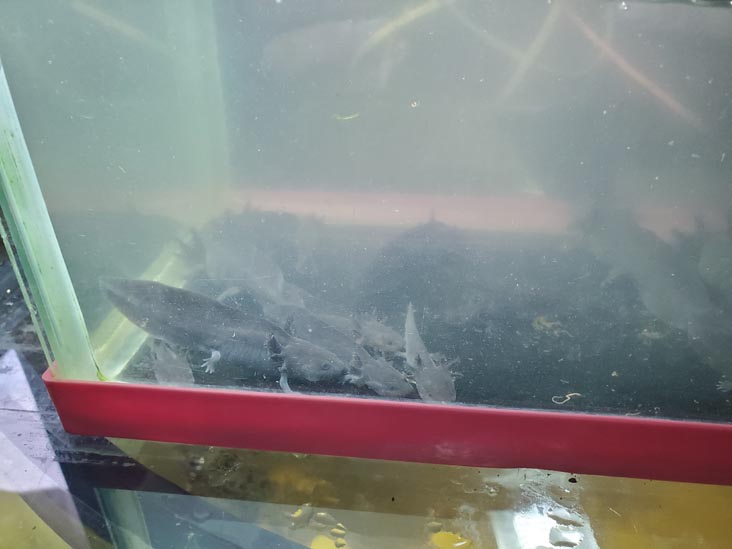 Baby Axolotls, Sal&oacute;n de Exhibici&oacute;n del Axolotl, Xochimilco, Mexico City/Ciudad de M&eacute;xico, Mexico, August 23, 2021