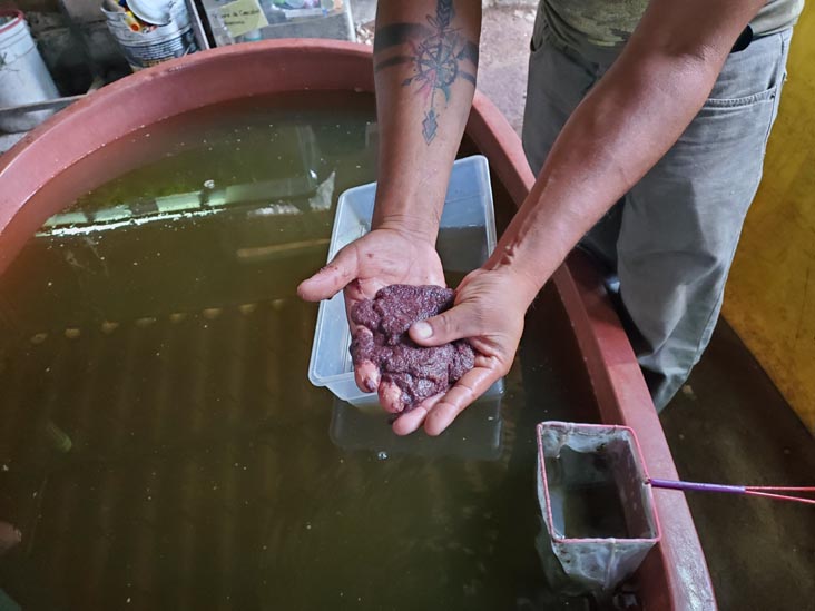 Axolotl Food, Sal&oacute;n de Exhibici&oacute;n del Axolotl, Xochimilco, Mexico City/Ciudad de M&eacute;xico, Mexico, August 23, 2021