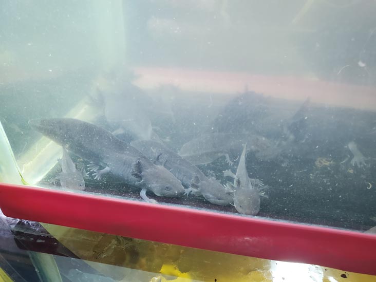 Baby Axolotls, Sal&oacute;n de Exhibici&oacute;n del Axolotl, Xochimilco, Mexico City/Ciudad de M&eacute;xico, Mexico, August 23, 2021