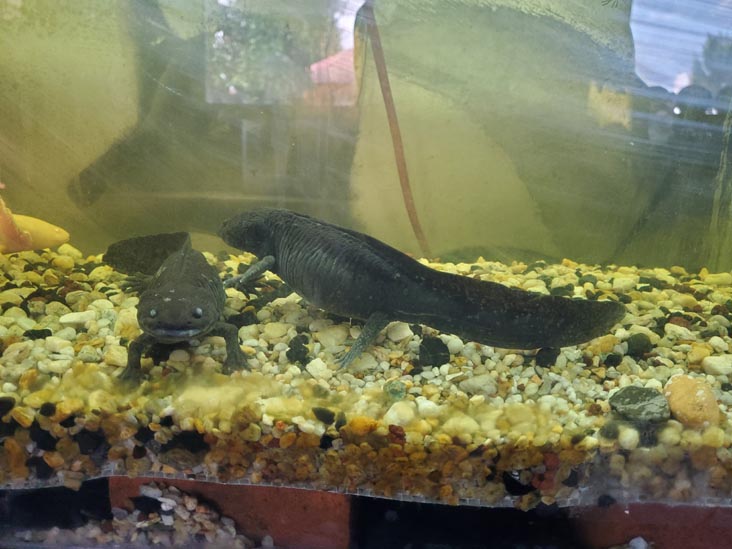 Axolotls, Sal&oacute;n de Exhibici&oacute;n del Axolotl, Xochimilco, Mexico City/Ciudad de M&eacute;xico, Mexico, August 23, 2021