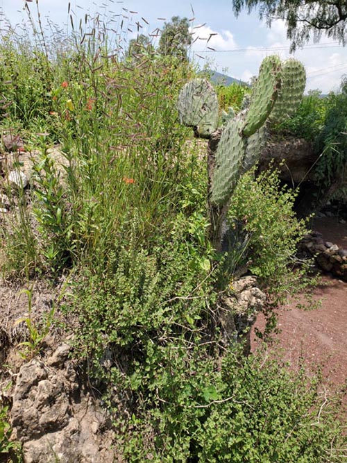 Centro Ceremonial Huehueteotl, Teotihuacán, Estado de México, Mexico, August 18, 2021