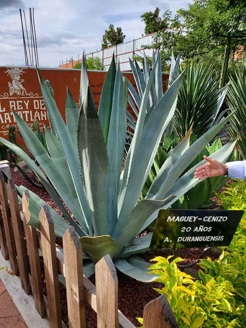 Agave, El Rey de Matalán, Tlacolula de Matamoros, Oaxaca, México, August 20, 2023