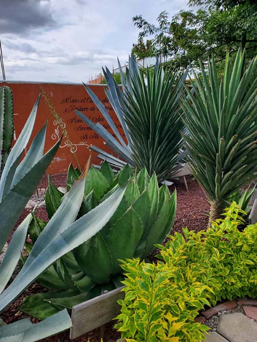Agave, El Rey de Matalán, Tlacolula de Matamoros, Oaxaca, México, August 20, 2023