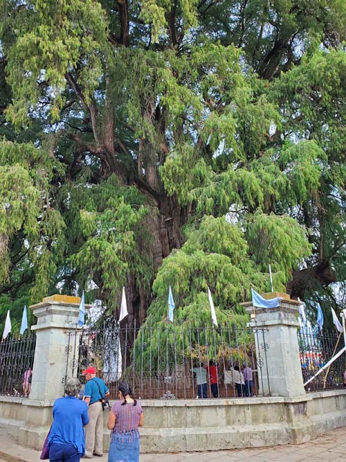 Árbol del Tule, Santa María del Tule, Oaxaca, México, August 20, 2023