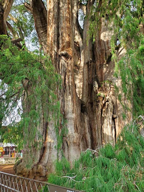 Árbol del Tule, Santa María del Tule, Oaxaca, México, August 20, 2023