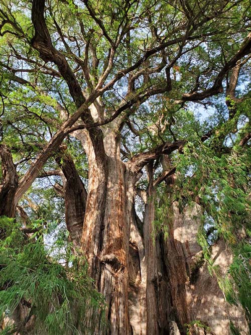 Árbol del Tule, Santa María del Tule, Oaxaca, México, August 20, 2023