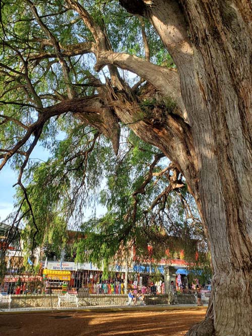 Árbol del Tule, Santa María del Tule, Oaxaca, México, August 20, 2023