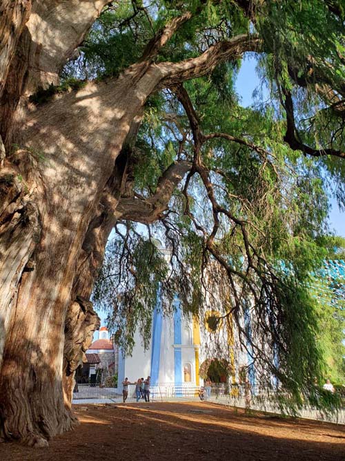Árbol del Tule, Santa María del Tule, Oaxaca, México, August 20, 2023