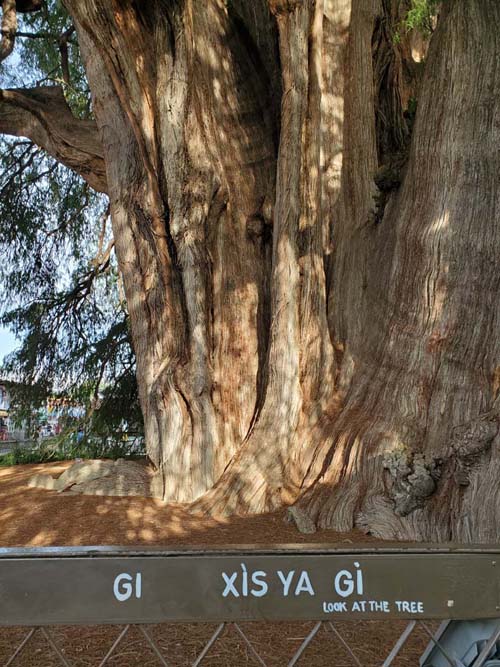 Árbol del Tule, Santa María del Tule, Oaxaca, México, August 20, 2023