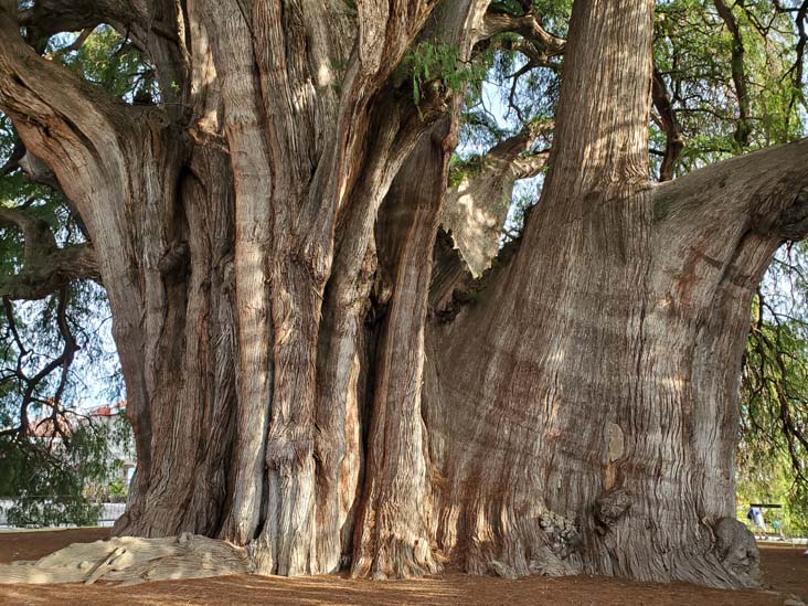 Árbol del Tule, Santa María del Tule, Oaxaca, México, August 20, 2023