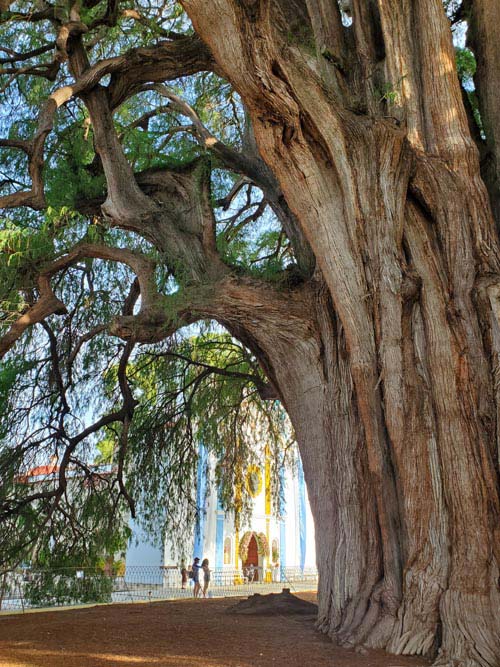 Árbol del Tule, Santa María del Tule, Oaxaca, México, August 20, 2023