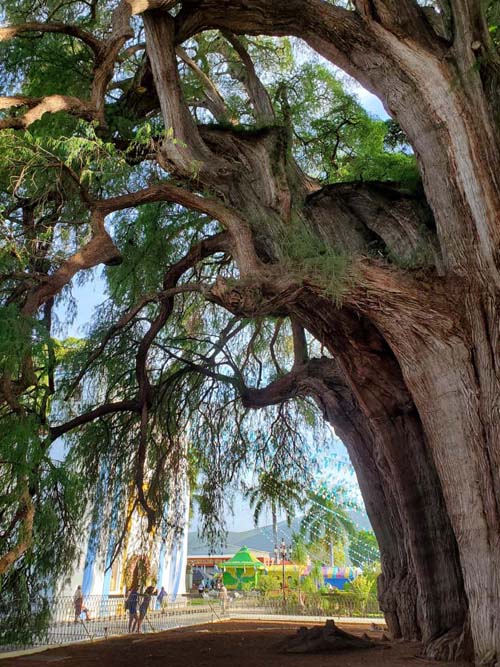 Árbol del Tule, Santa María del Tule, Oaxaca, México, August 20, 2023