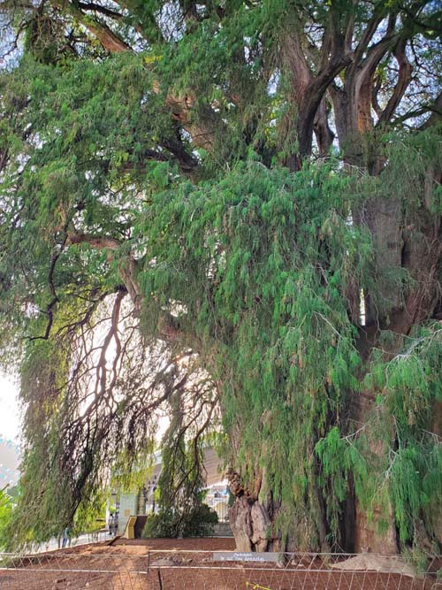 Árbol del Tule, Santa María del Tule, Oaxaca, México, August 20, 2023