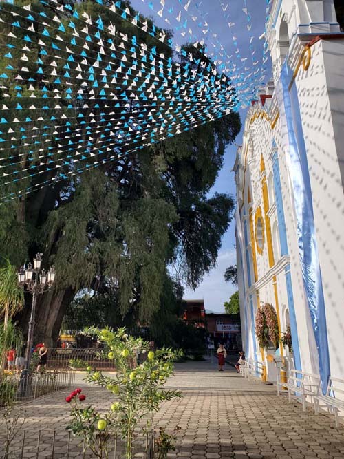 Árbol del Tule, El Templo de Santa María de la Asunción, Santa María del Tule, Oaxaca, México, August 20, 2023