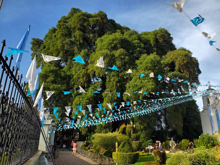 Árbol del Tule, Santa María del Tule, Oaxaca, México, August 20, 2023