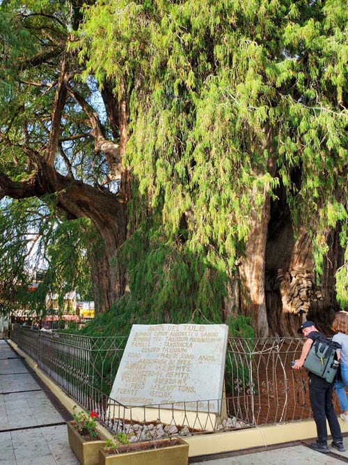 Árbol del Tule, Santa María del Tule, Oaxaca, México, August 20, 2023