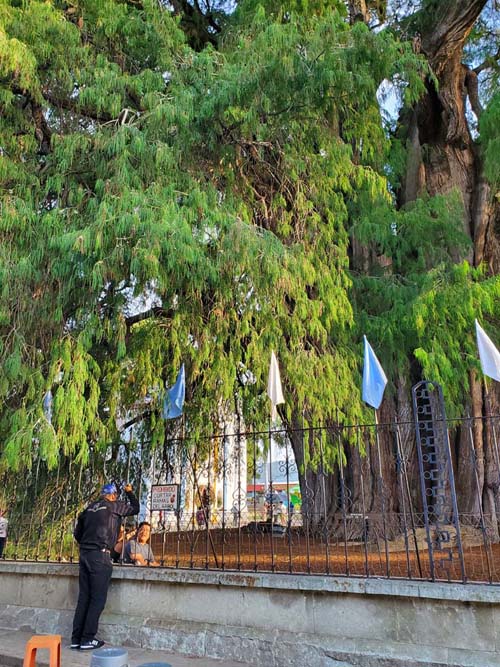 Árbol del Tule, Santa María del Tule, Oaxaca, México, August 20, 2023
