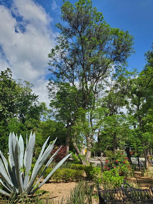 Parque Ju&aacute;rez El Llano, Oaxaca, M&eacute;xico, August 14, 2023