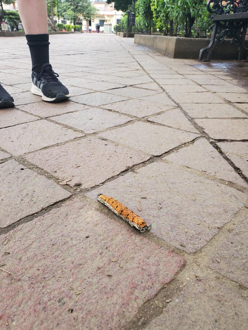 Parque Ju&aacute;rez El Llano, Oaxaca, M&eacute;xico, August 15, 2023