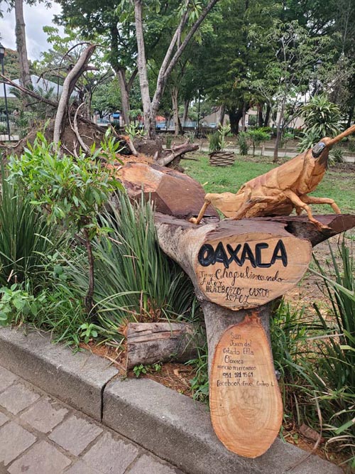 Parque Ju&aacute;rez El Llano, Oaxaca, M&eacute;xico, August 15, 2023