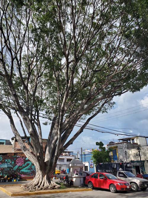 Hidalgo, Ruta Independencia, Oaxaca, M&eacute;xico, August 18, 2023