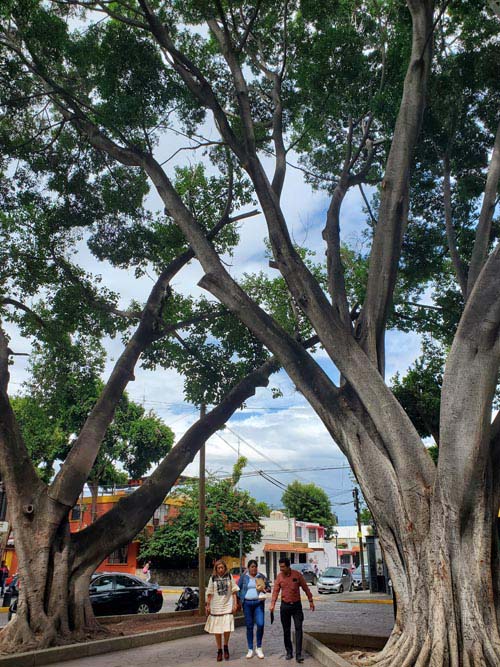 Jard&iacute;n Conzatti, Oaxaca, M&eacute;xico, August 16, 2023