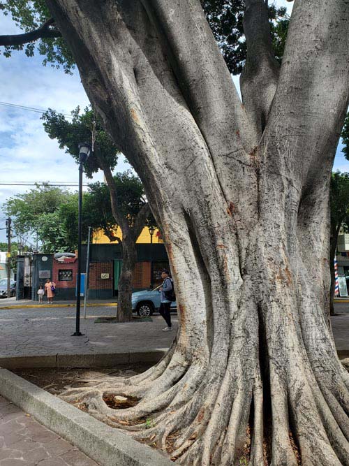 Jard&iacute;n Conzatti, Oaxaca, M&eacute;xico, August 16, 2023
