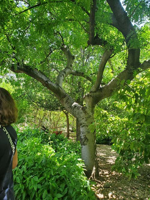 Jard&iacute;n Etnobot&aacute;nico de Oaxaca, Oaxaca, M&eacute;xico, August 19, 2023