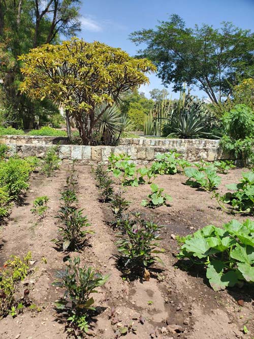 Jard&iacute;n Etnobot&aacute;nico de Oaxaca, Oaxaca, M&eacute;xico, August 19, 2023