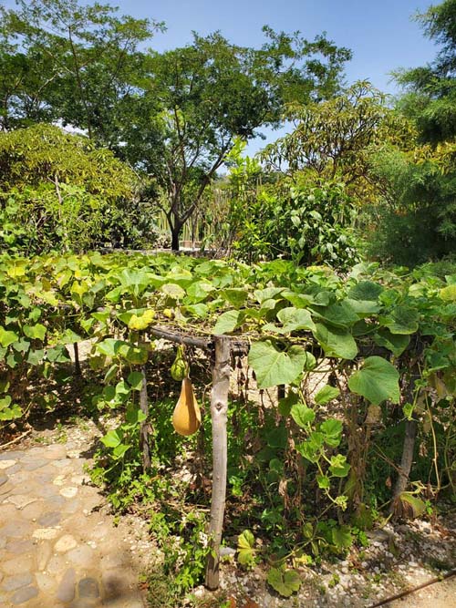Jard&iacute;n Etnobot&aacute;nico de Oaxaca, Oaxaca, M&eacute;xico, August 19, 2023