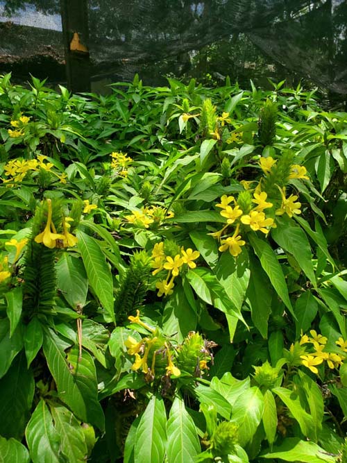 Jard&iacute;n Etnobot&aacute;nico de Oaxaca, Oaxaca, M&eacute;xico, August 19, 2023