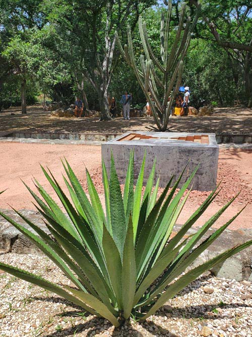 Jard&iacute;n Etnobot&aacute;nico de Oaxaca, Oaxaca, M&eacute;xico, August 19, 2023