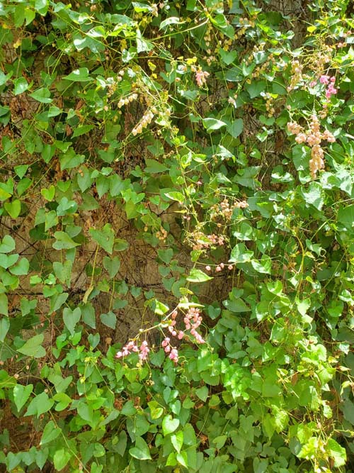 Jard&iacute;n Etnobot&aacute;nico de Oaxaca, Oaxaca, M&eacute;xico, August 19, 2023