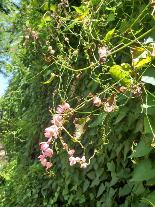 Jard&iacute;n Etnobot&aacute;nico de Oaxaca, Oaxaca, M&eacute;xico, August 19, 2023