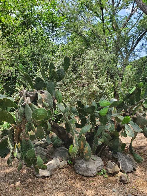 Jard&iacute;n Etnobot&aacute;nico de Oaxaca, Oaxaca, M&eacute;xico, August 19, 2023