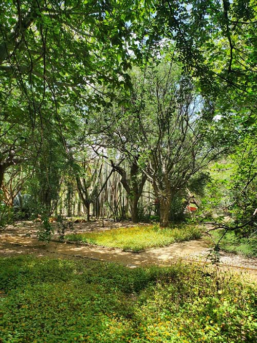 Jard&iacute;n Etnobot&aacute;nico de Oaxaca, Oaxaca, M&eacute;xico, August 19, 2023