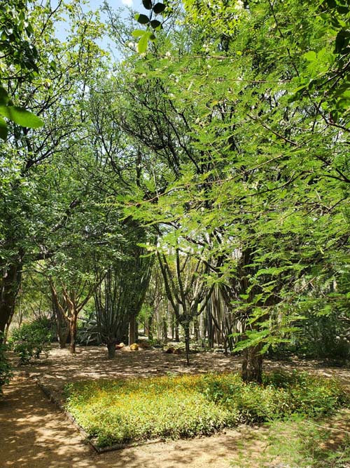 Jard&iacute;n Etnobot&aacute;nico de Oaxaca, Oaxaca, M&eacute;xico, August 19, 2023