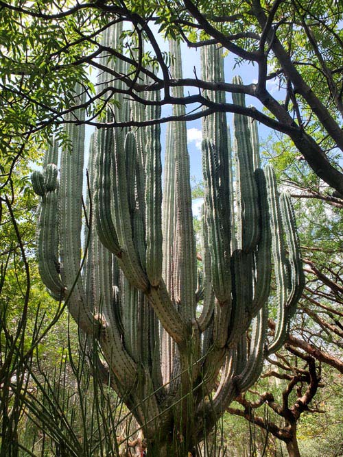 Jard&iacute;n Etnobot&aacute;nico de Oaxaca, Oaxaca, M&eacute;xico, August 19, 2023