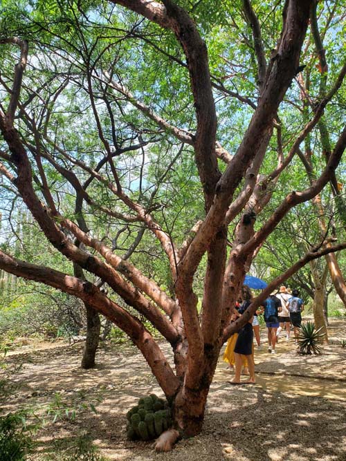 Jard&iacute;n Etnobot&aacute;nico de Oaxaca, Oaxaca, M&eacute;xico, August 19, 2023
