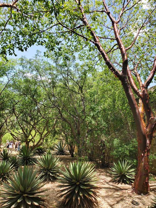 Jard&iacute;n Etnobot&aacute;nico de Oaxaca, Oaxaca, M&eacute;xico, August 19, 2023