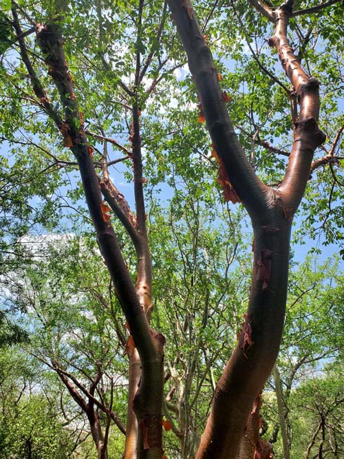 Jard&iacute;n Etnobot&aacute;nico de Oaxaca, Oaxaca, M&eacute;xico, August 19, 2023