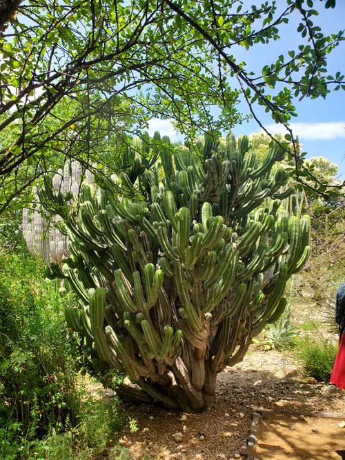 Jard&iacute;n Etnobot&aacute;nico de Oaxaca, Oaxaca, M&eacute;xico, August 19, 2023
