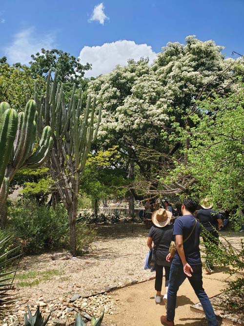 Jard&iacute;n Etnobot&aacute;nico de Oaxaca, Oaxaca, M&eacute;xico, August 19, 2023