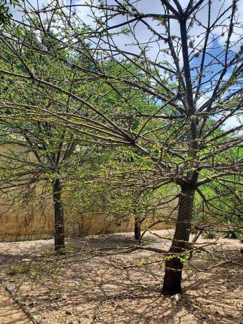 Jard&iacute;n Etnobot&aacute;nico de Oaxaca, Oaxaca, M&eacute;xico, August 19, 2023