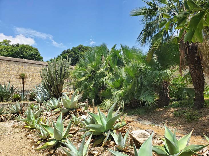 Jard&iacute;n Etnobot&aacute;nico de Oaxaca, Oaxaca, M&eacute;xico, August 19, 2023